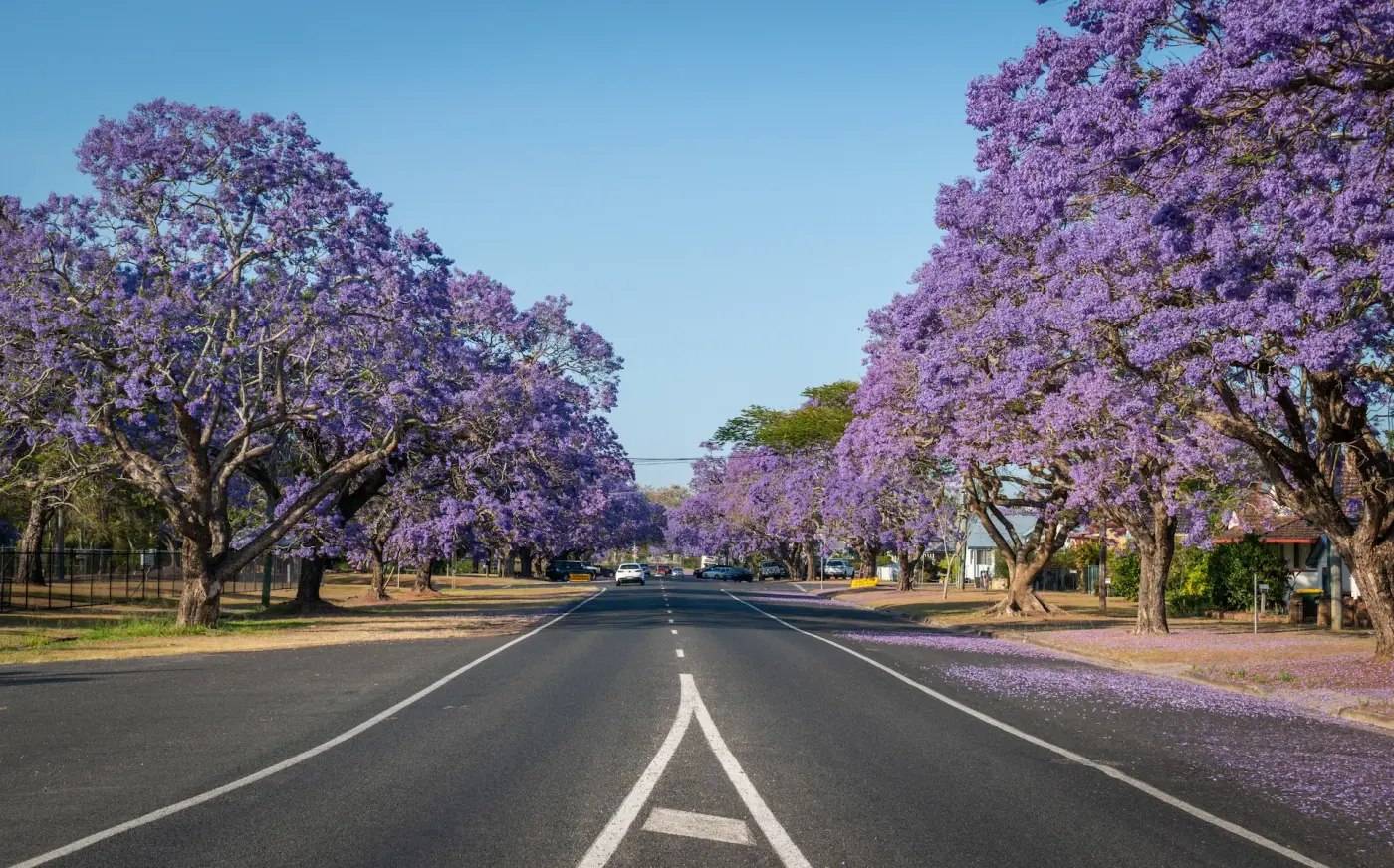 A Grafton street lined with jacaranda trees in full purple bloom, petals scattered on the verge